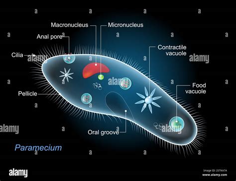 Paramecium