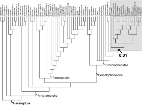 Parareptile phylogeny