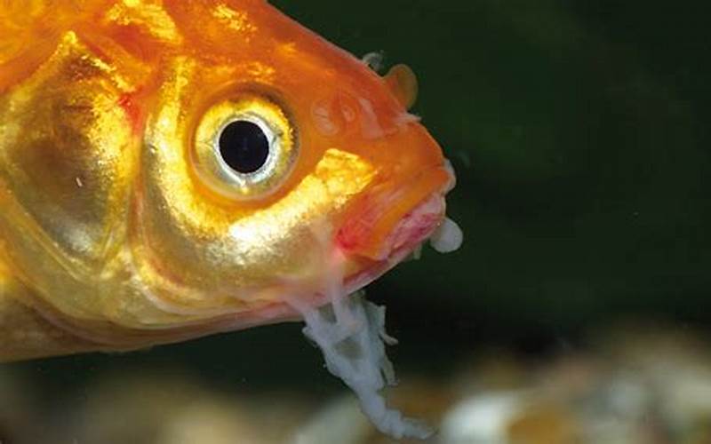 Parasites In Ornamental Fish