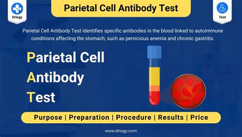 Parietal Cell Antibody Test and interpretation