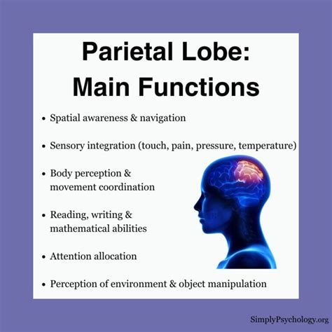 Unlocking the Mysteries of the Mind: The Fascinating Definition and Function of the Parietal Lobe in Psychology
