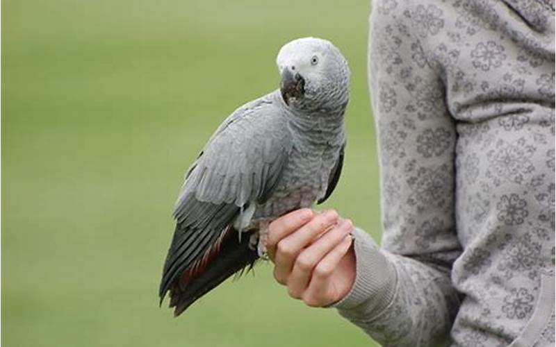 Parrot Being Held Correctly