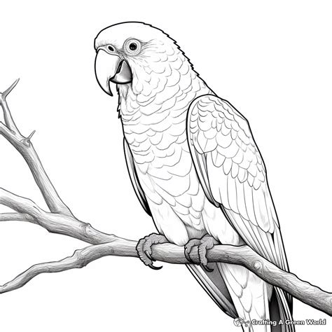 Parrot Coloring Pages