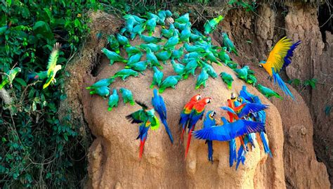 Parrot Lick Tambopata