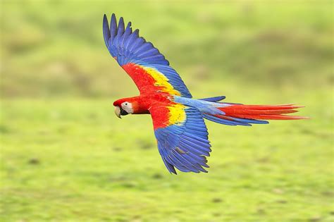 Parrot Macaw fly