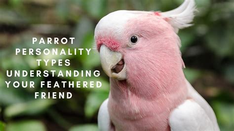 Parrot Personality Test