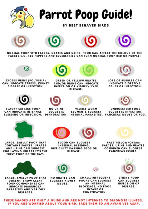 Parrot Poop Chart