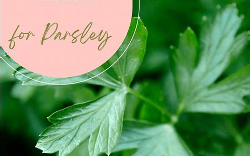 Parsley Companion Plants
