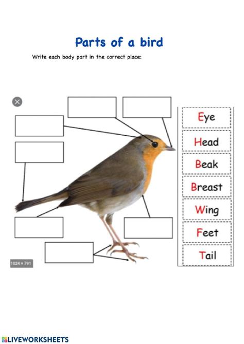 Parts Of A Bird Worksheet