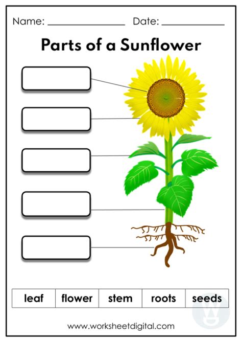 Parts Of A Sunflower Worksheet