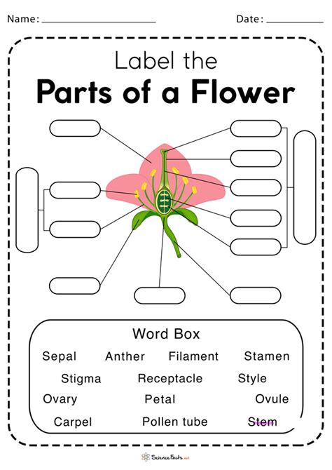 Parts Of The Flower Worksheet