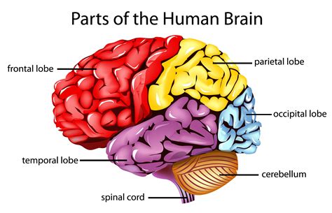 Human Brain Structure, Location, Function, Parts & Pictures