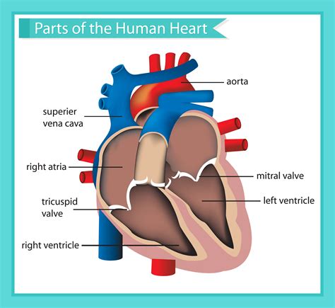 Scientific medical illustration of parts of the human