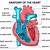 Parts Of The Human Heart Labeled