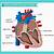 Parts Of The Human Heart