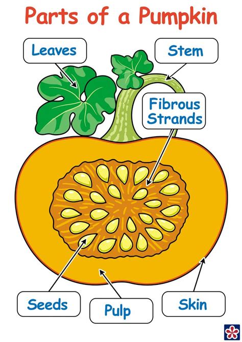 Parts Of The Pumpkin Worksheet