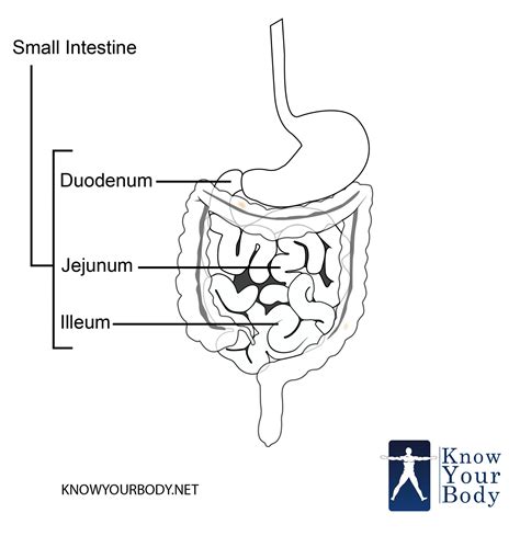 Small intestine diagram Simple small intestine Small