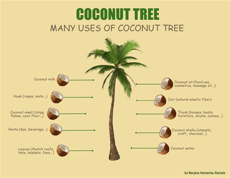 Various Parts of the Coconut Tree Stock Image - Image of coconuts