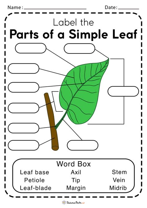 Parts Of A Leaf Worksheet