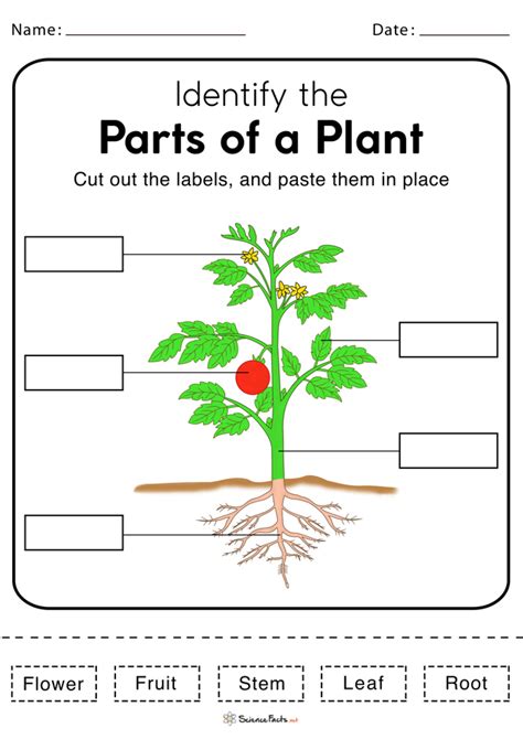 Parts Of A Plant Worksheet Kindergarten