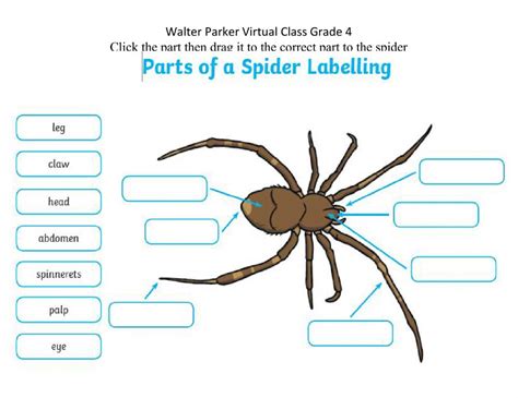 Parts Of A Spider Worksheet