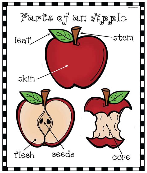 Parts Of An Apple Template