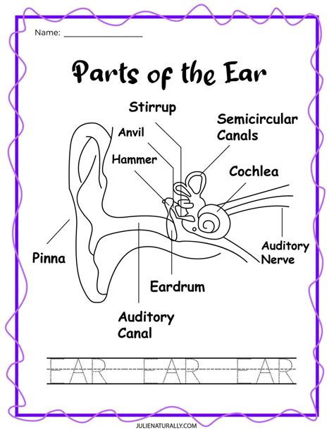 Parts Of Ear Worksheet