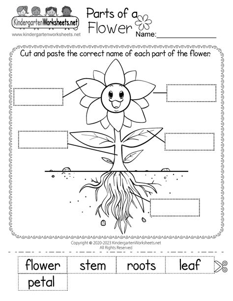 Parts Of Flower Worksheet