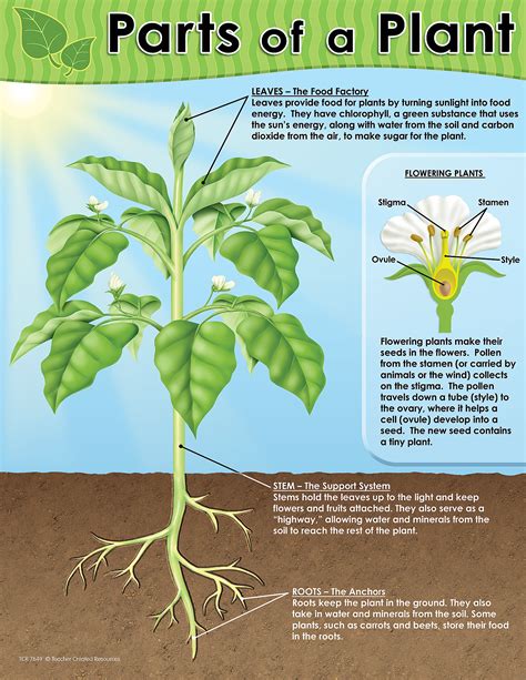 Parts Of Plant Chart