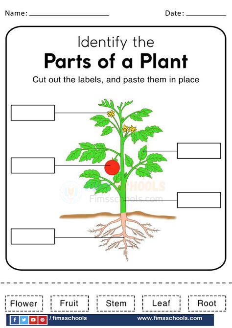 Parts Of Plant Worksheet Kindergarten