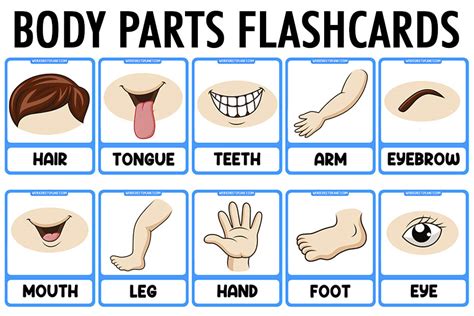 Parts Of The Body Flashcards Printable