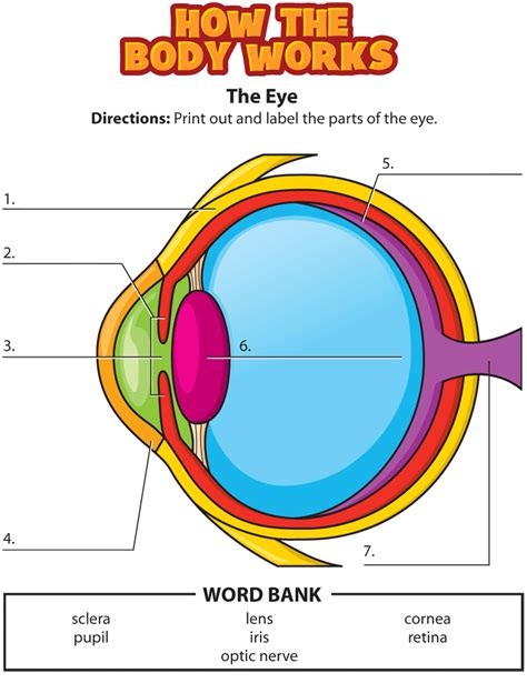 Parts Of The Eyes Worksheets