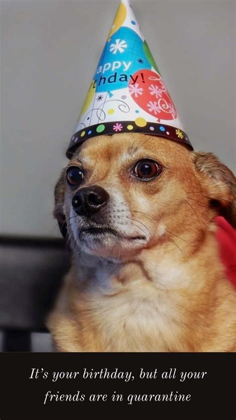 Party Dog Meme