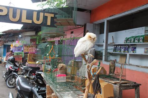 Pasar Burung Malang di Ragunan