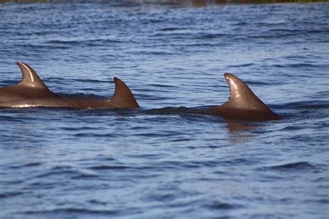 Paseo en barco para avistar delfines en Folly Beach