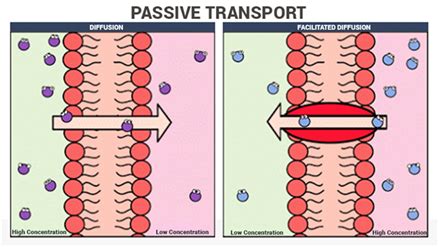 Mastering the Art of Subtle Movement: Unlocking the Secrets of Passive Transport in Biology