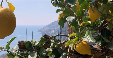 Path of Lemons Views