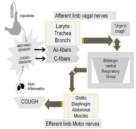 Pathophysiology of Cough Image