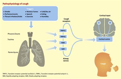 Pathophysiology of Cough Image