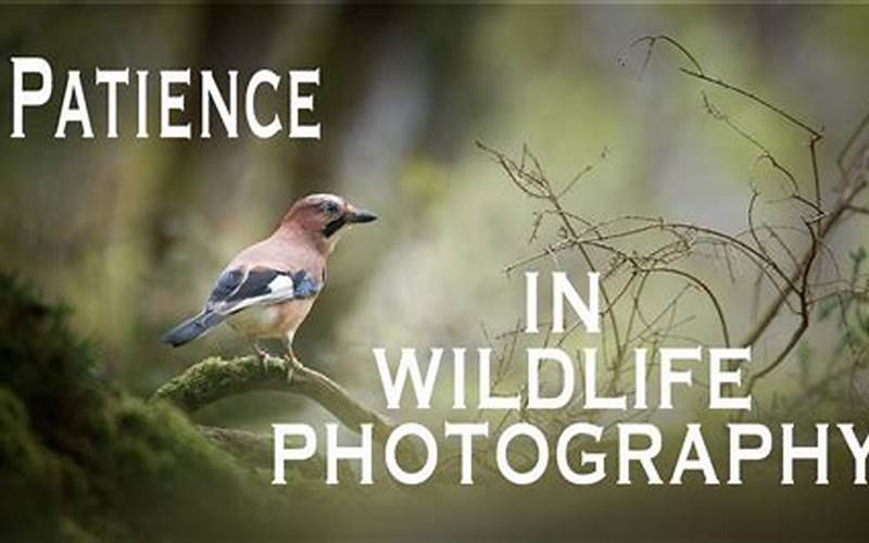 Patience And Observation In Wildlife Photography