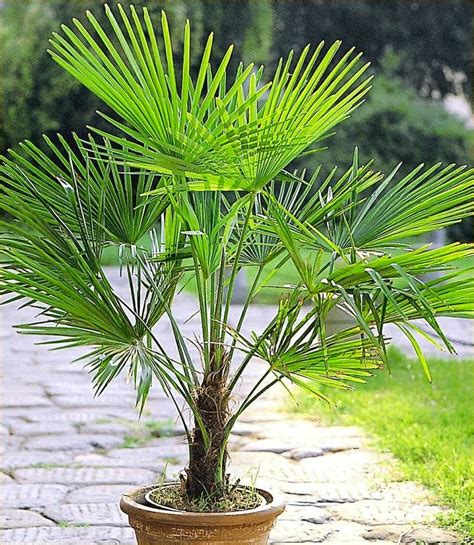 Potted Palm Trees For Patio • Patio Ideas