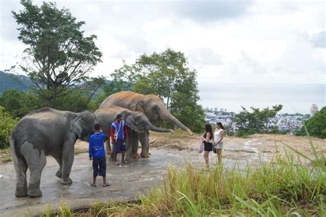 Patong Elephant Sanctuary Connection