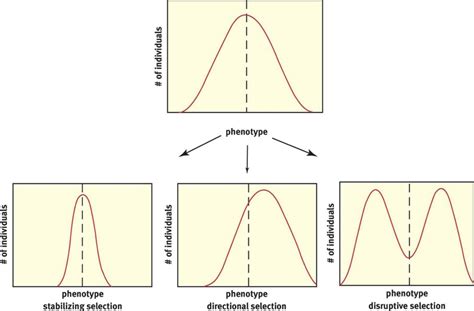 Patterns Of Evolution