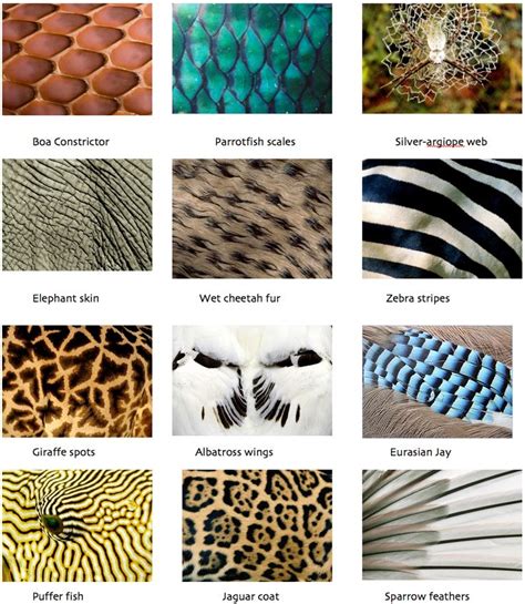 Patterns On Animals