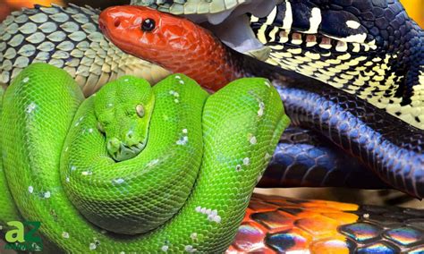 Patterns On Snakes