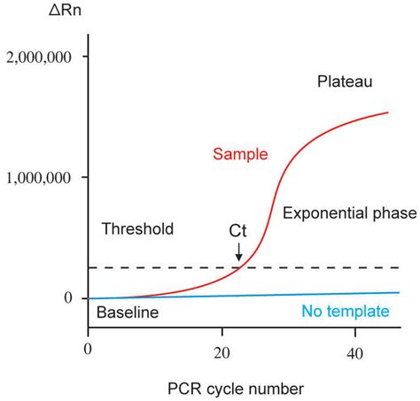 Uncovering The Mystery: Decrypting PCR Test Time For Results