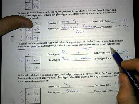 Pea Plant Punnett Square Worksheet