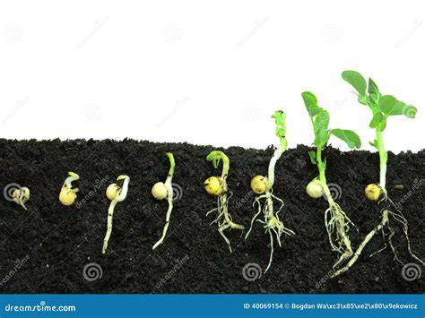 Pea Seed Sprouting