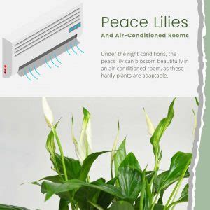 peace lily spathiphyllum air purifying house plants clean air plants