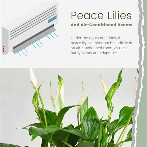 Peace Lily Air Conditioning: A Natural Way To Cool Your Home In 2023